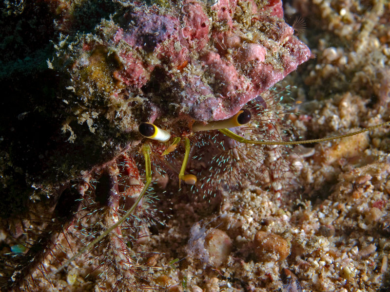 Hermit crab, Wreck Point